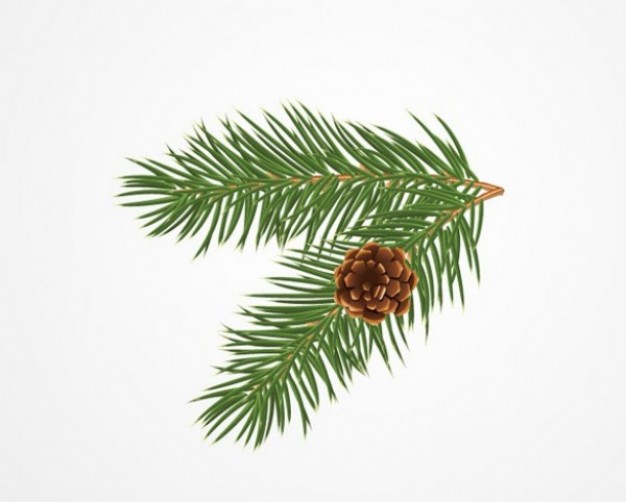 Christmas realistic Conifer cone pine bough with cone design about Pine Christmas tree
